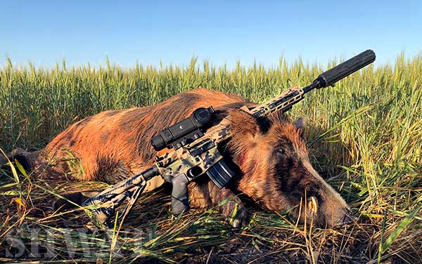 Hog taken with 6.6 Grendel AR-15.